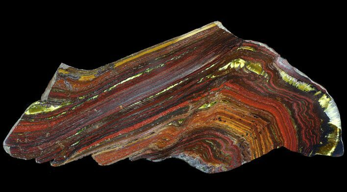 Polished Tiger Iron Stromatolite - ( Billion Years) #65537